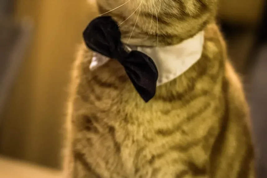 Sinais de Infecção nas Garras do Gato: O Que Todo Dono de Gato Deve Saber