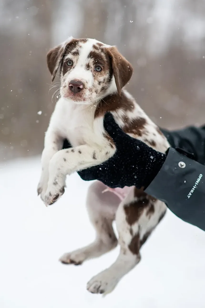 Em que idades os cães recebem vacinas?