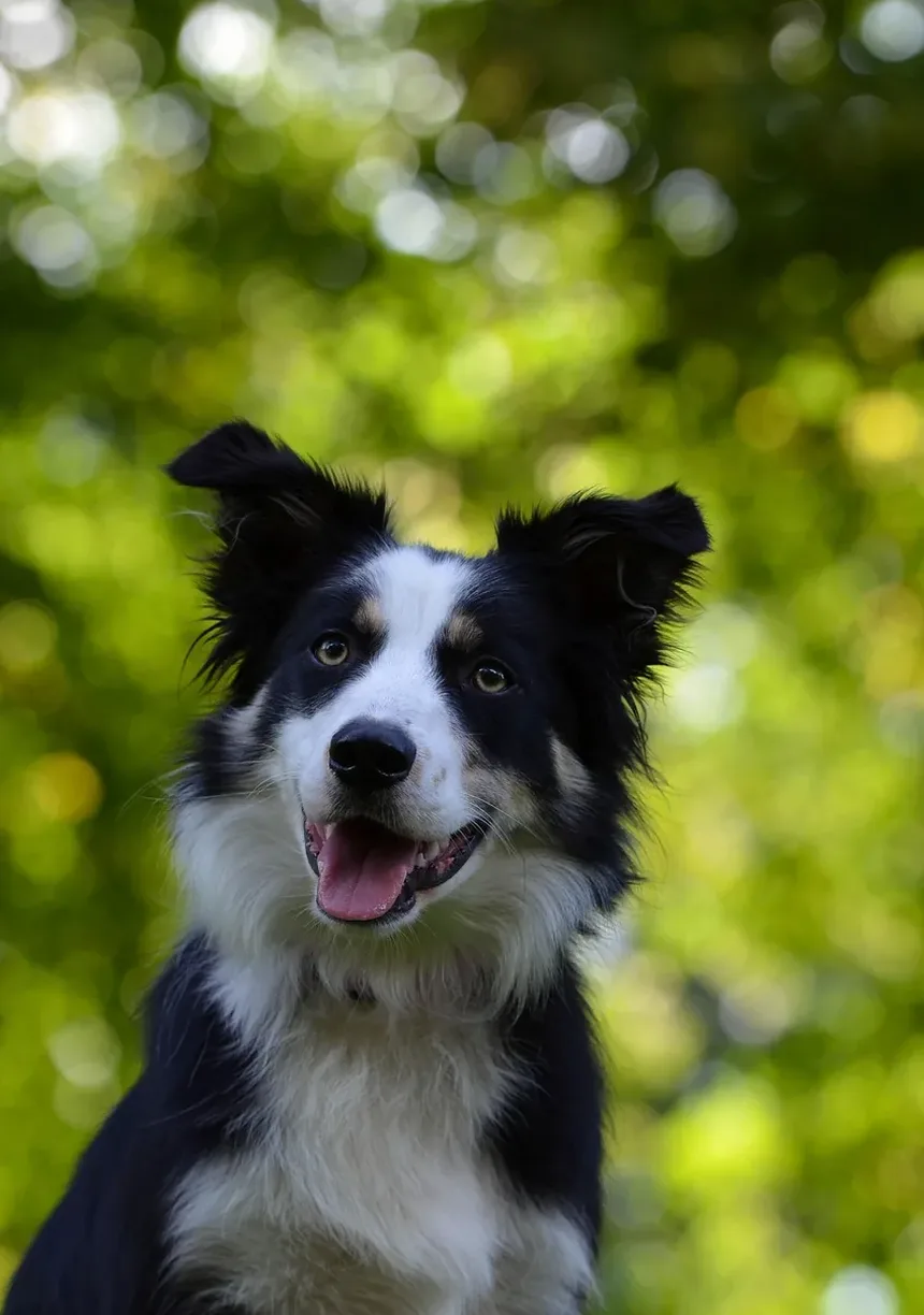 Em que idades os cães recebem vacinas?