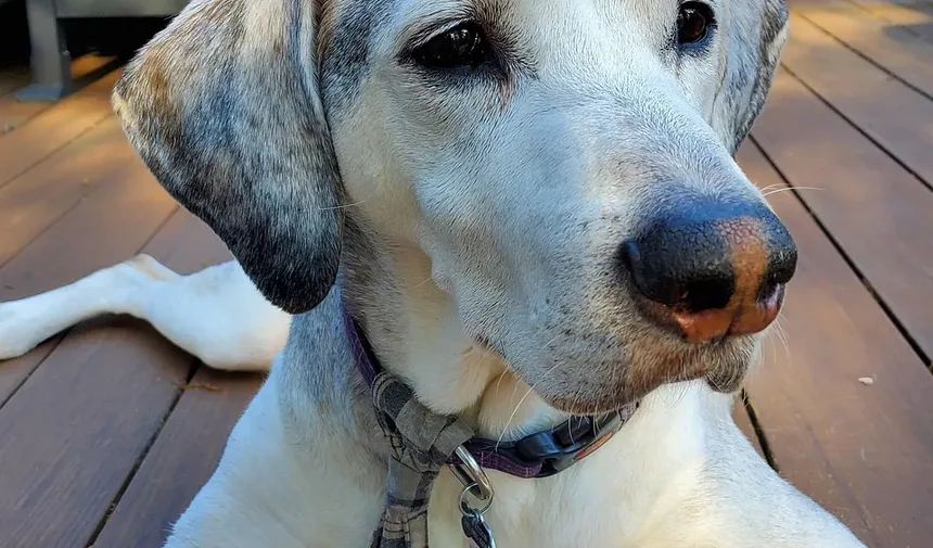 Em que idades os cães recebem vacinas?