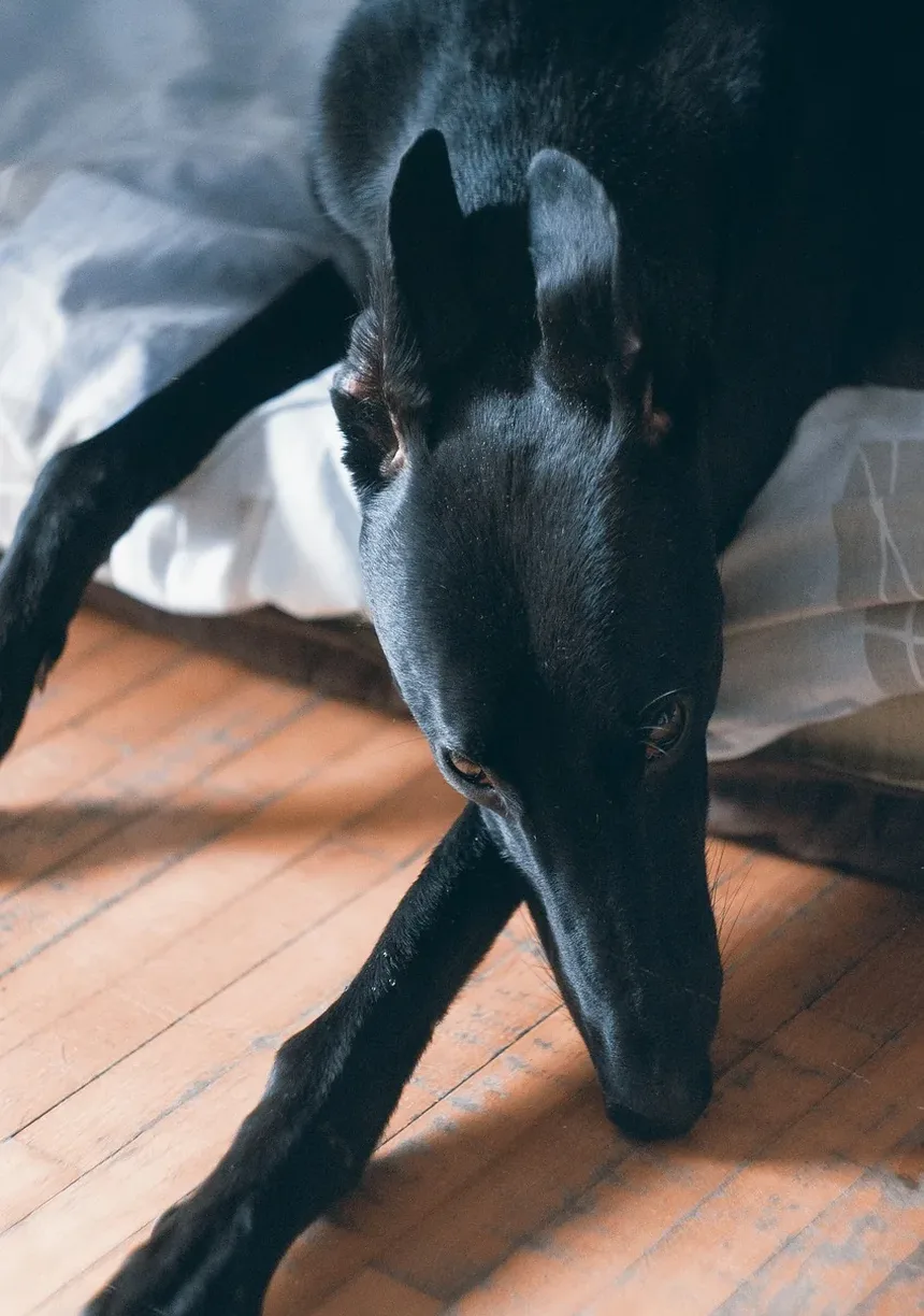Quais Alimentos São Tóxicos para o Fígado dos Cães?