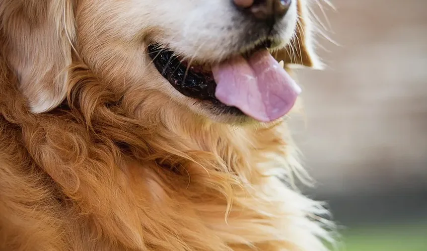 Quais Alimentos São Tóxicos para o Fígado dos Cães?