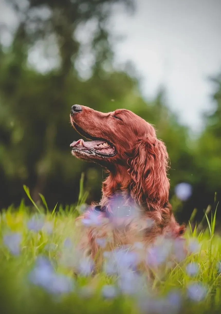 O Que Fazer em Caso de Diarreia com Sangue em Cães: Um Guia Completo