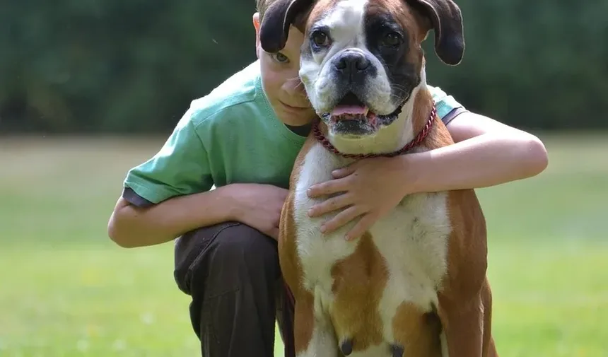 O Que Fazer em Caso de Diarreia com Sangue em Cães: Um Guia Completo