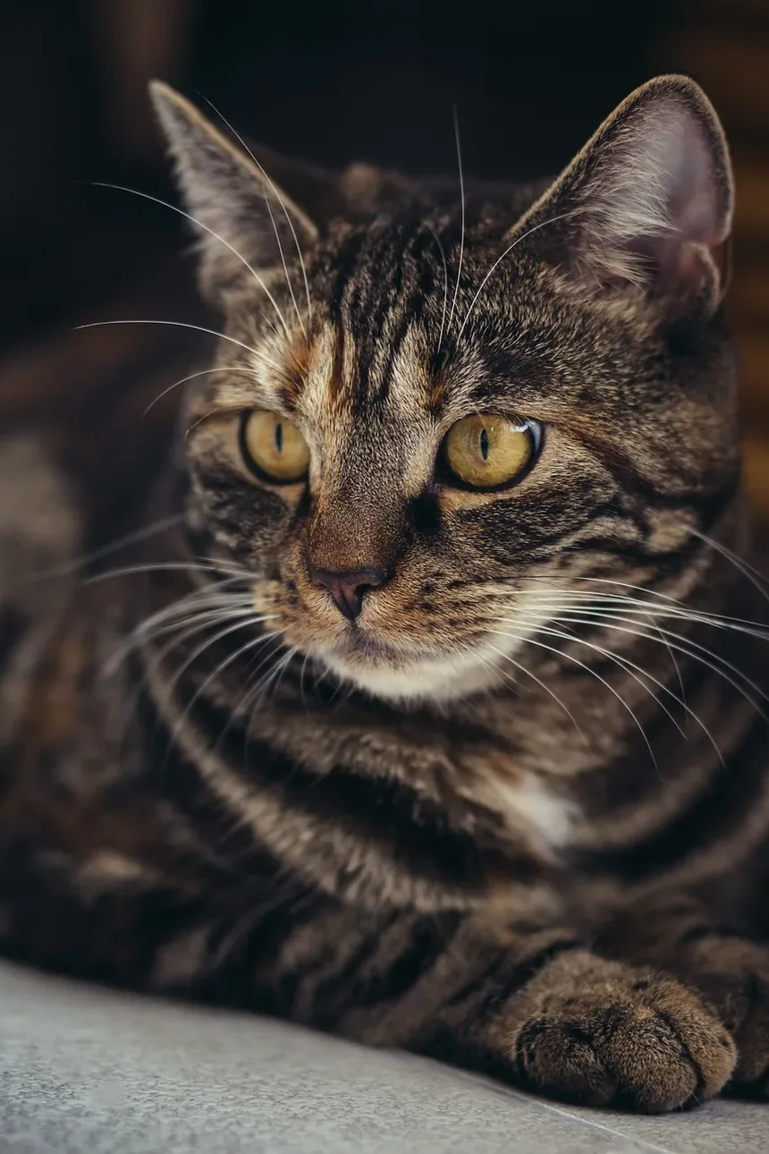 O Que Fazer Se Seu Gato Estiver Com Vômito e Diarreia