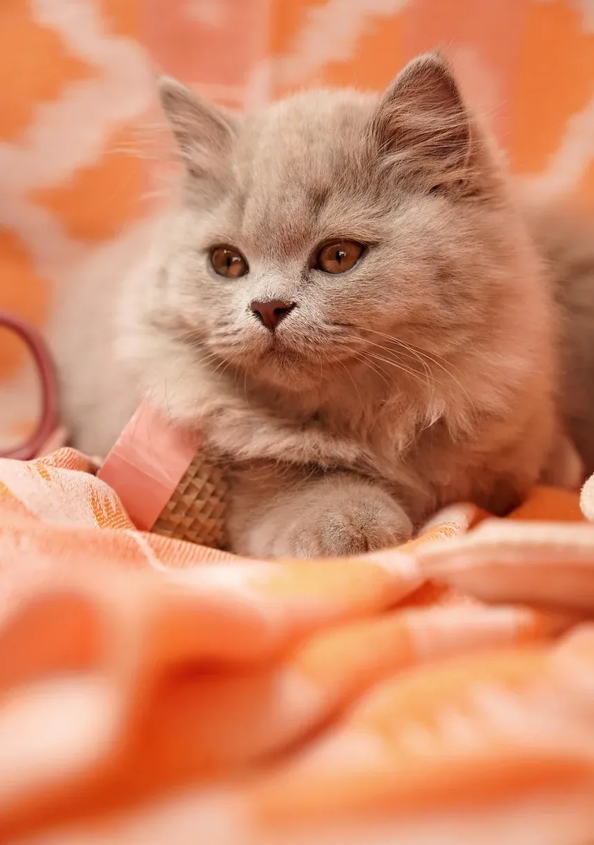 O Que Fazer Se Seu Gato Estiver Com Vômito e Diarreia