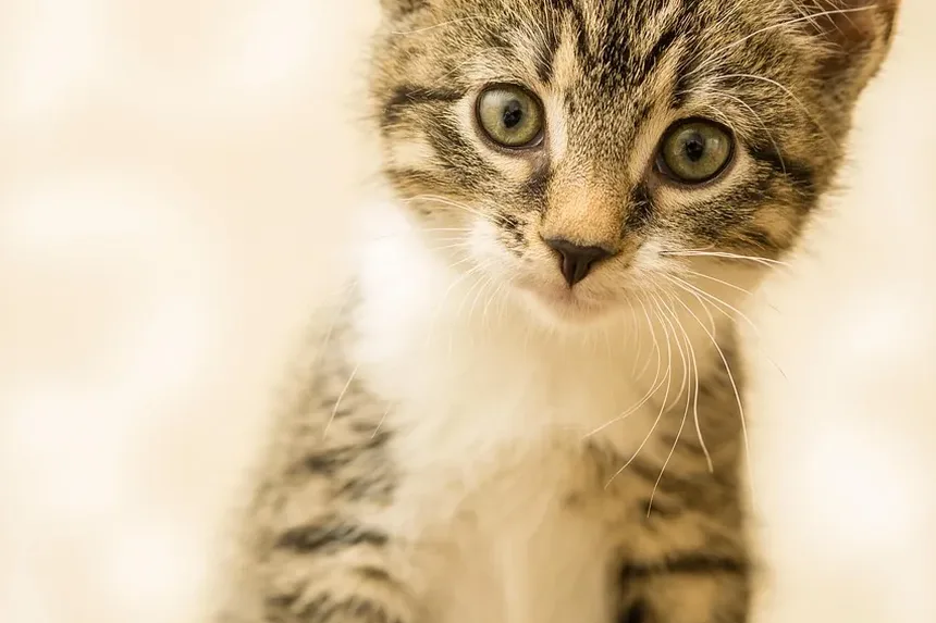O Que Fazer Se Seu Gato Estiver Com Vômito e Diarreia