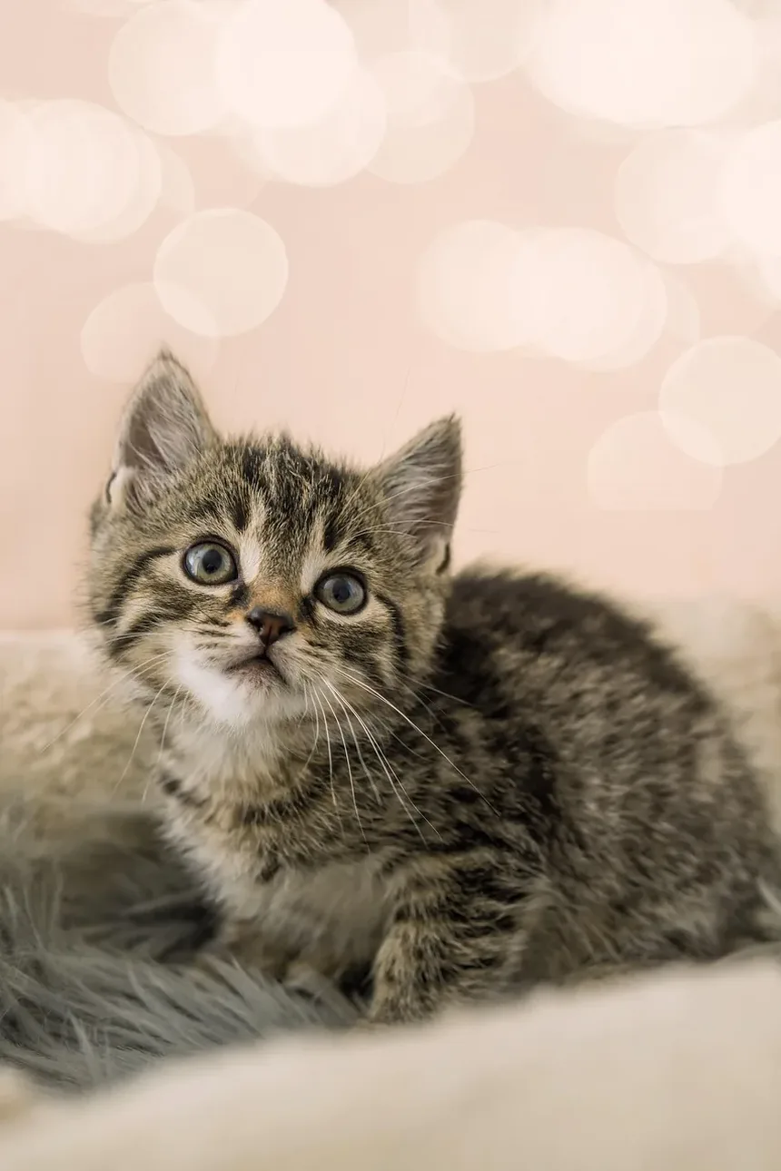 Quando os Gatinhos Devem Ser Levados ao Veterinário?