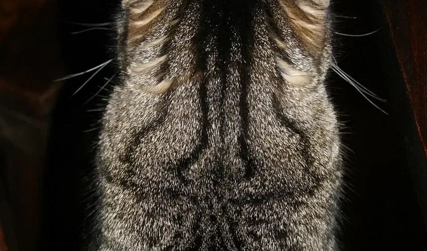 Quando os Gatinhos Devem Ser Levados ao Veterinário?