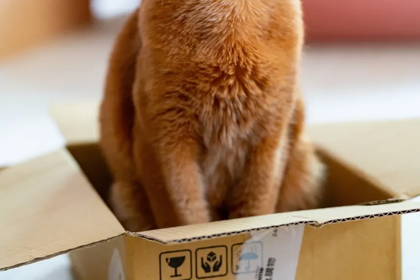 Quando os Gatinhos Devem Ser Levados ao Veterinário?